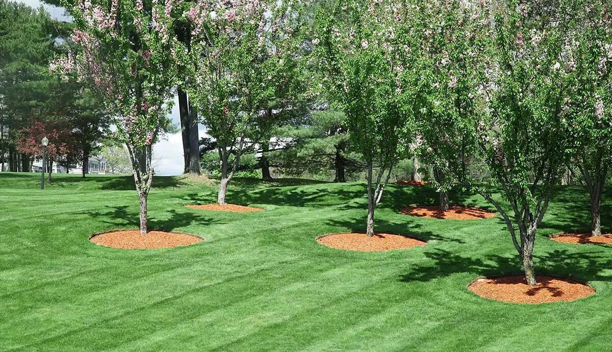 Trees with a mulched perimeter surrounded by a well-kept lawn